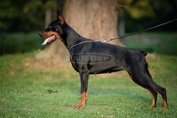 Eladó dobermann kölykök - 5/10