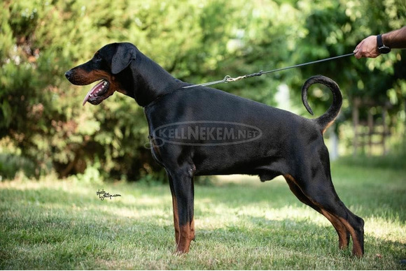 Eladó dobermann kölykök - 8/10