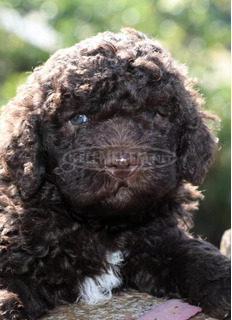 lagotto romagonolo