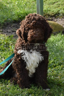 lagotto romagonolo