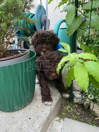 lagotto romagonolo - 5/5