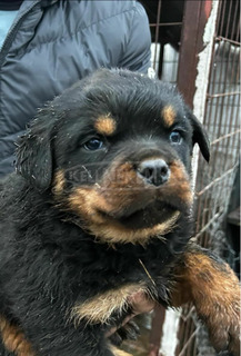 MINÖSÉGI ROTTWEILER KISKUTYÁK