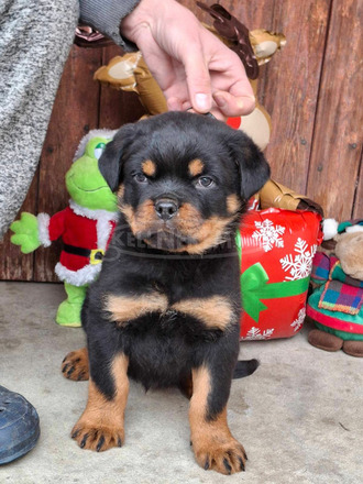 MINÖSÉGI ROTTWEILER KISKUTYÁK - 1/5