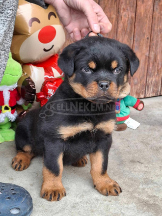 MINÖSÉGI ROTTWEILER KISKUTYÁK - 2/5