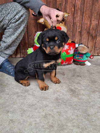 MINÖSÉGI ROTTWEILER KISKUTYÁK - 4/5