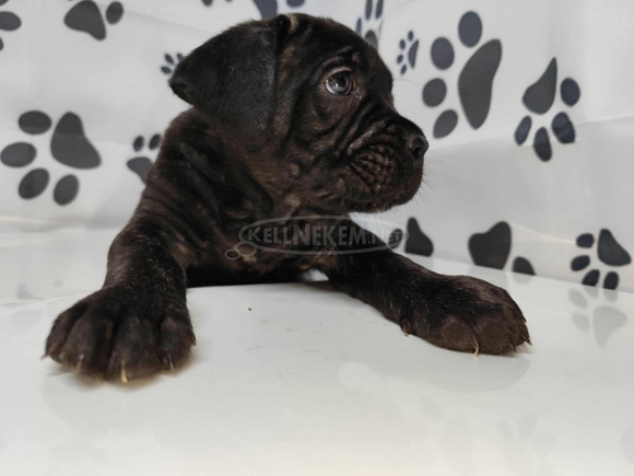 Luce Dell Oscuritá Cane Corso kennel - 1/8