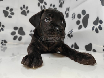 Luce Dell Oscuritá Cane Corso kennel