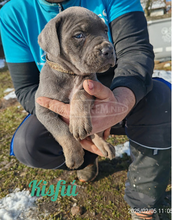 Cane corso kiskutyák - 1/10