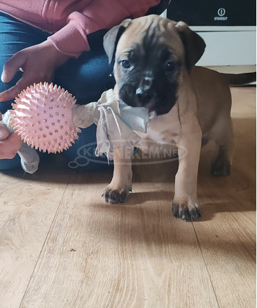 Cane corso kiskutyák - 2/10