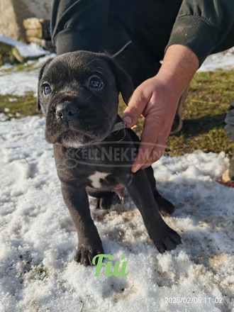 Cane corso kiskutyák - 3/10