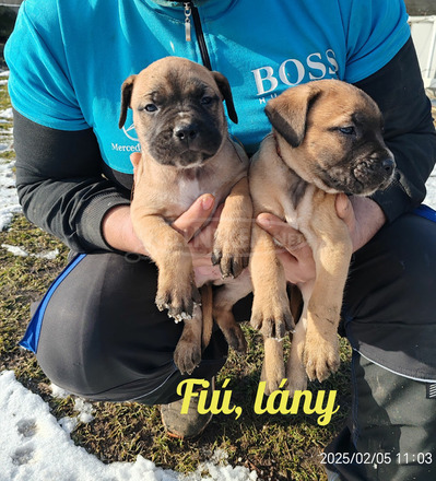 Cane corso kiskutyák - 4/10