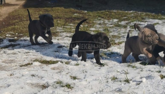 Cane corso kiskutyák - 5/10