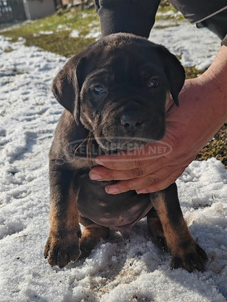 Cane corso kiskutyák - 6/10