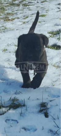 Cane corso kiskutyák - 8/10