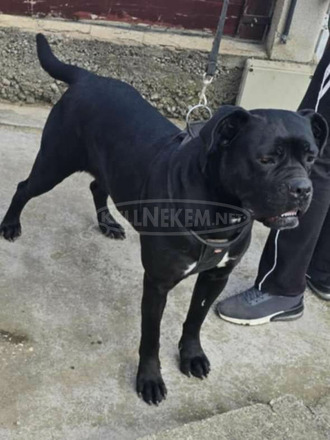 Cane corso kiskutyák - 9/10