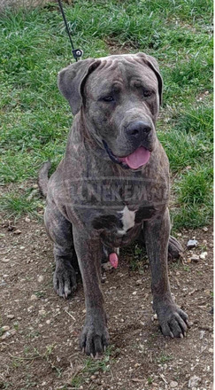 Cane corso kiskutyák - 10/10