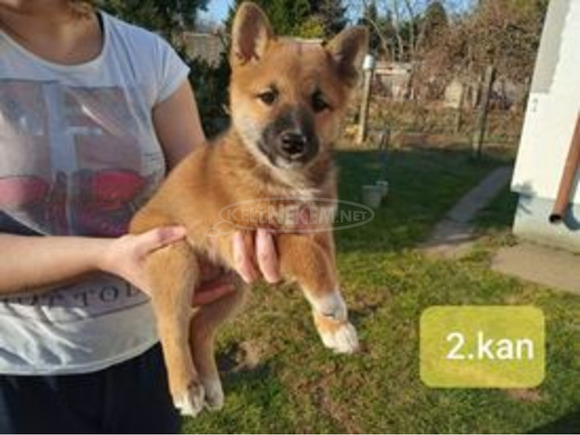 Gyönyörű Shiba Inu kiskutyák - 1/9