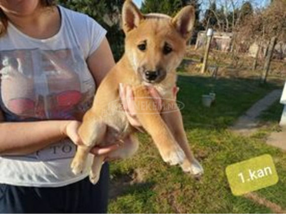 Gyönyörű Shiba Inu kiskutyák - 2/9