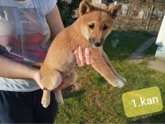 Gyönyörű Shiba Inu kiskutyák - 3/9