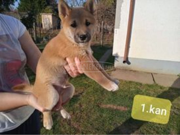 Gyönyörű Shiba Inu kiskutyák - 4/9