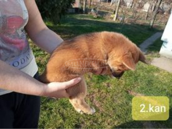 Gyönyörű Shiba Inu kiskutyák - 5/9