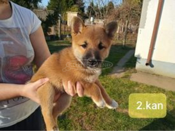 Gyönyörű Shiba Inu kiskutyák - 6/9