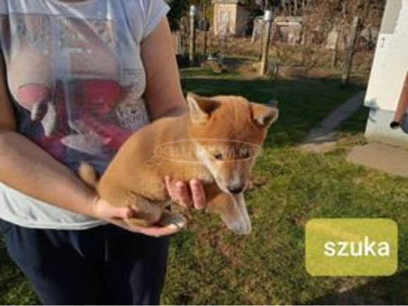 Gyönyörű Shiba Inu kiskutyák - 7/9