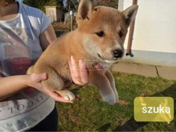 Gyönyörű Shiba Inu kiskutyák - 9/9